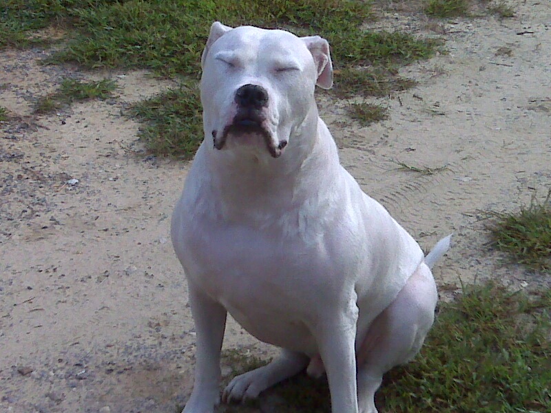 white muscular and a bug baby 2yrs old