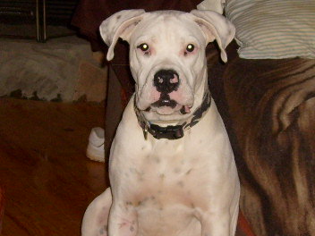 SO SWEET AND PLAYFUL, BACK THEN AND NOW,WE LOVE EVERY MINUTE WITH HIM!