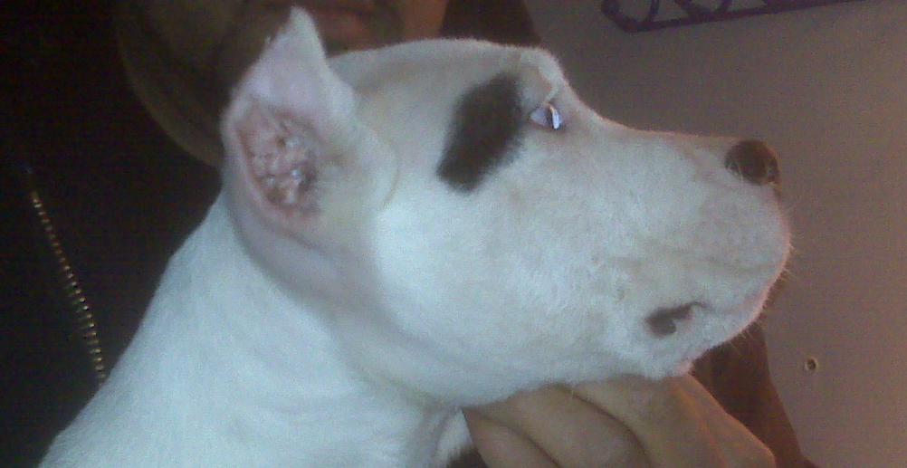 This is the grand daughter of Pirata Ackon Cahuak and great grand daughter of World Champion Pampero Ackon Cahuak.  Look out for her at the World Show.