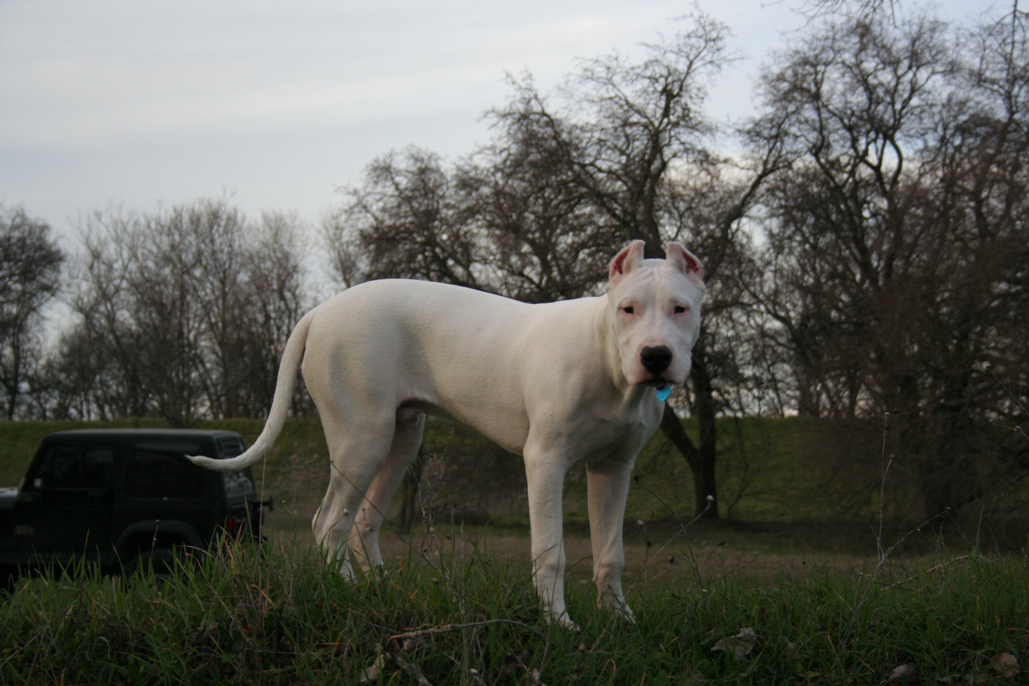 geting ready to play with the goats