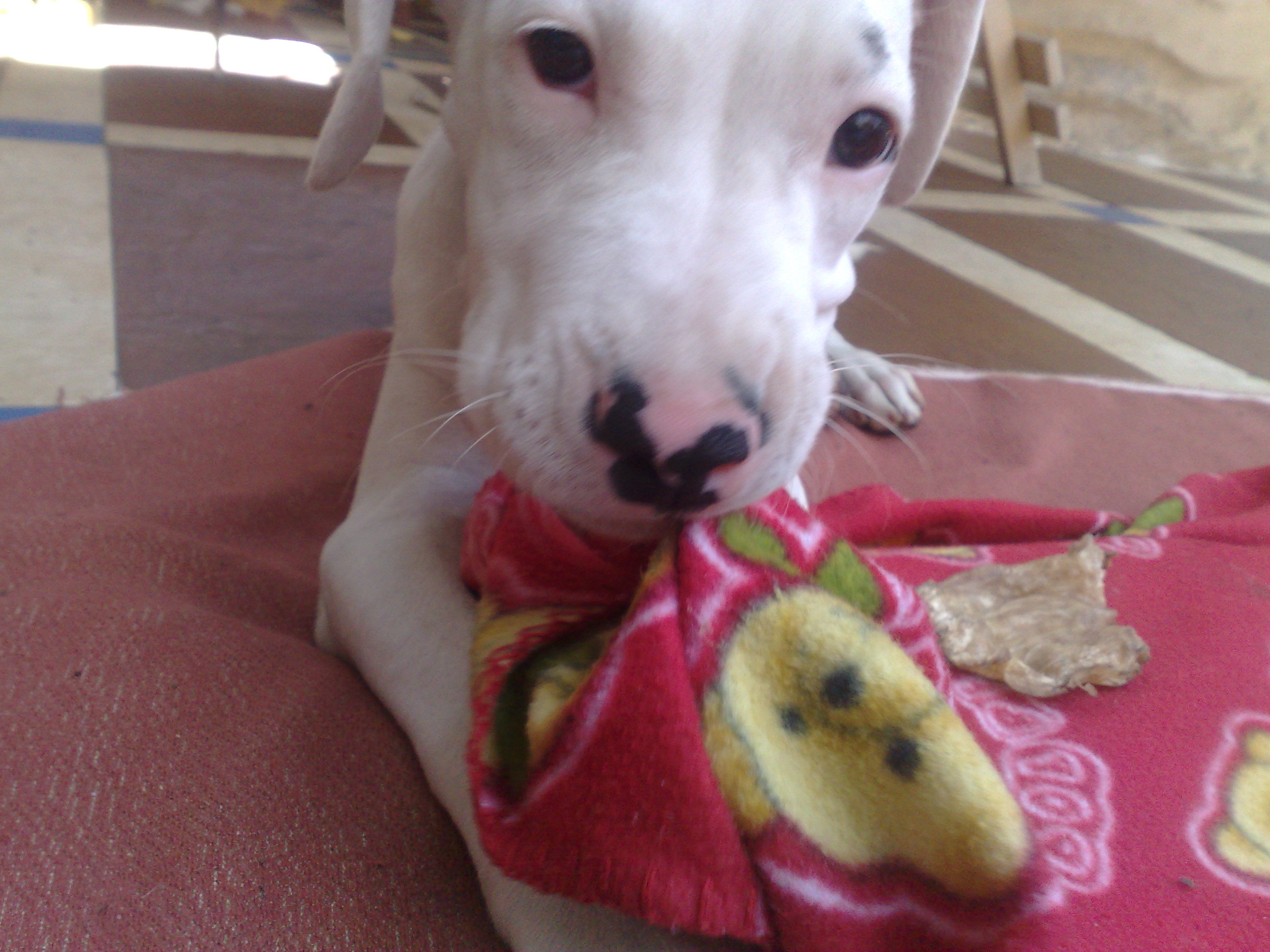 Athena - goddess of wisdom