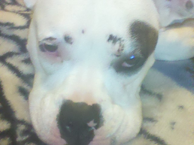 help from what i can find out i think my dog is a dogo  ????????????????? 15inch high from the floor to top of his back 24/25 weeks old totaly deaf 