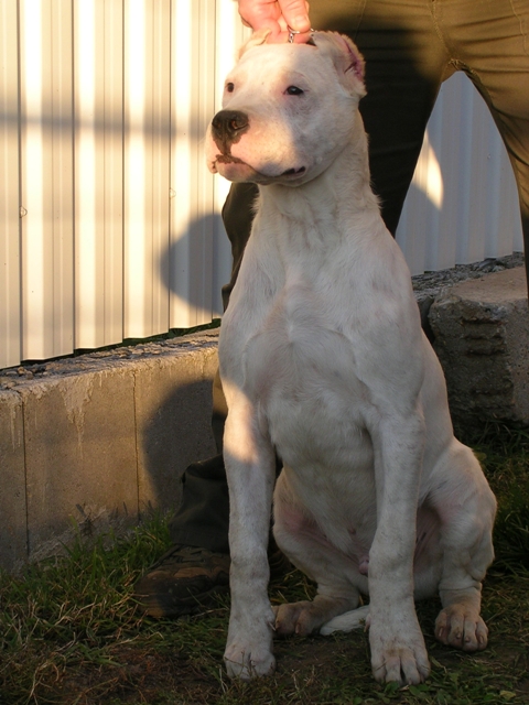 Dogo Argentino 2 months and 4 months old