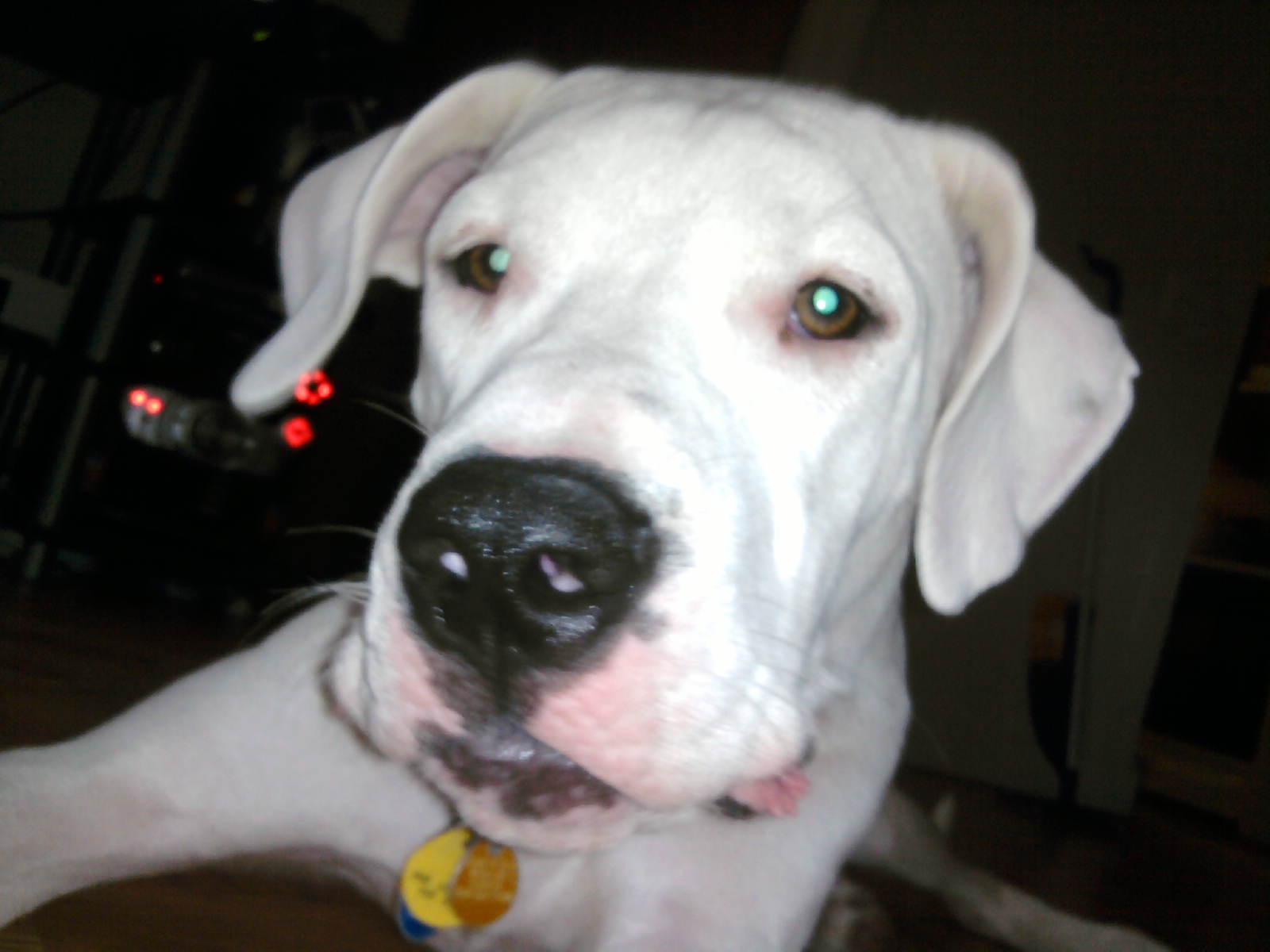 Loki is the best dog that has ever been in our family!