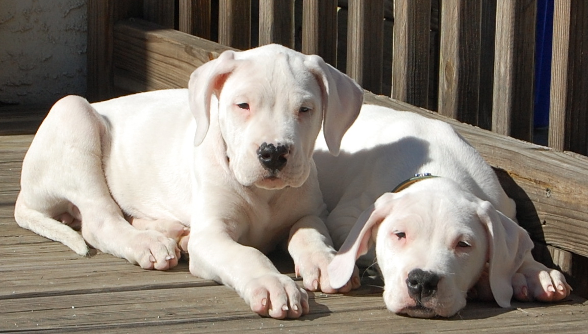 8 week old sisters enjoying the sunshine on the patio