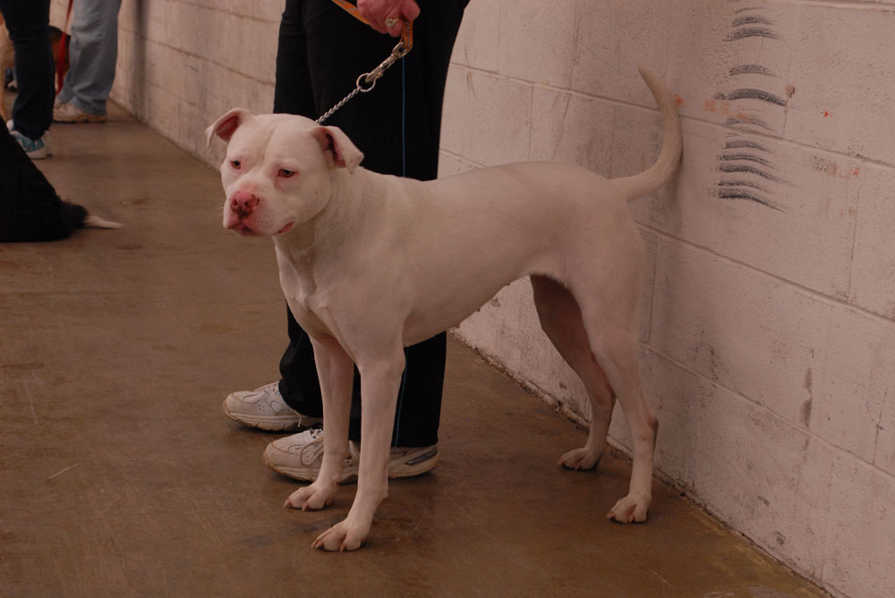 She is 1 year old and we got her at the animal shelter.  