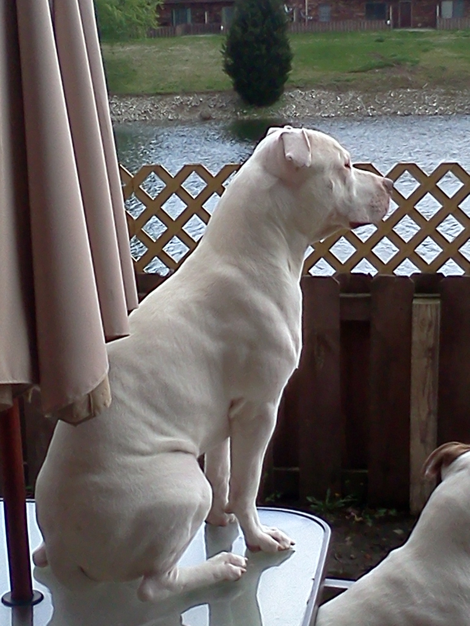 11 month 90 lb male dogo