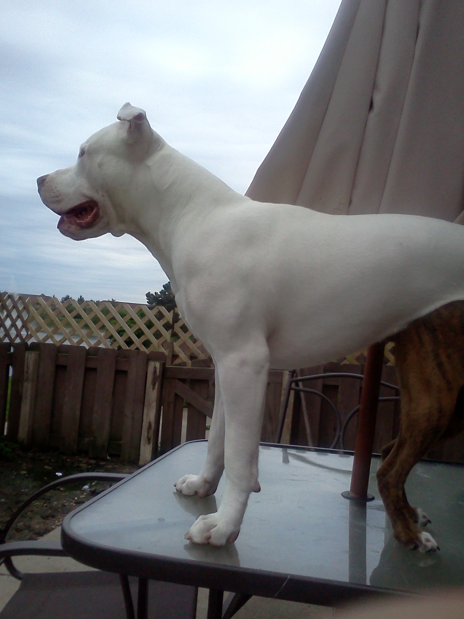 11 month 90 lb male dogo