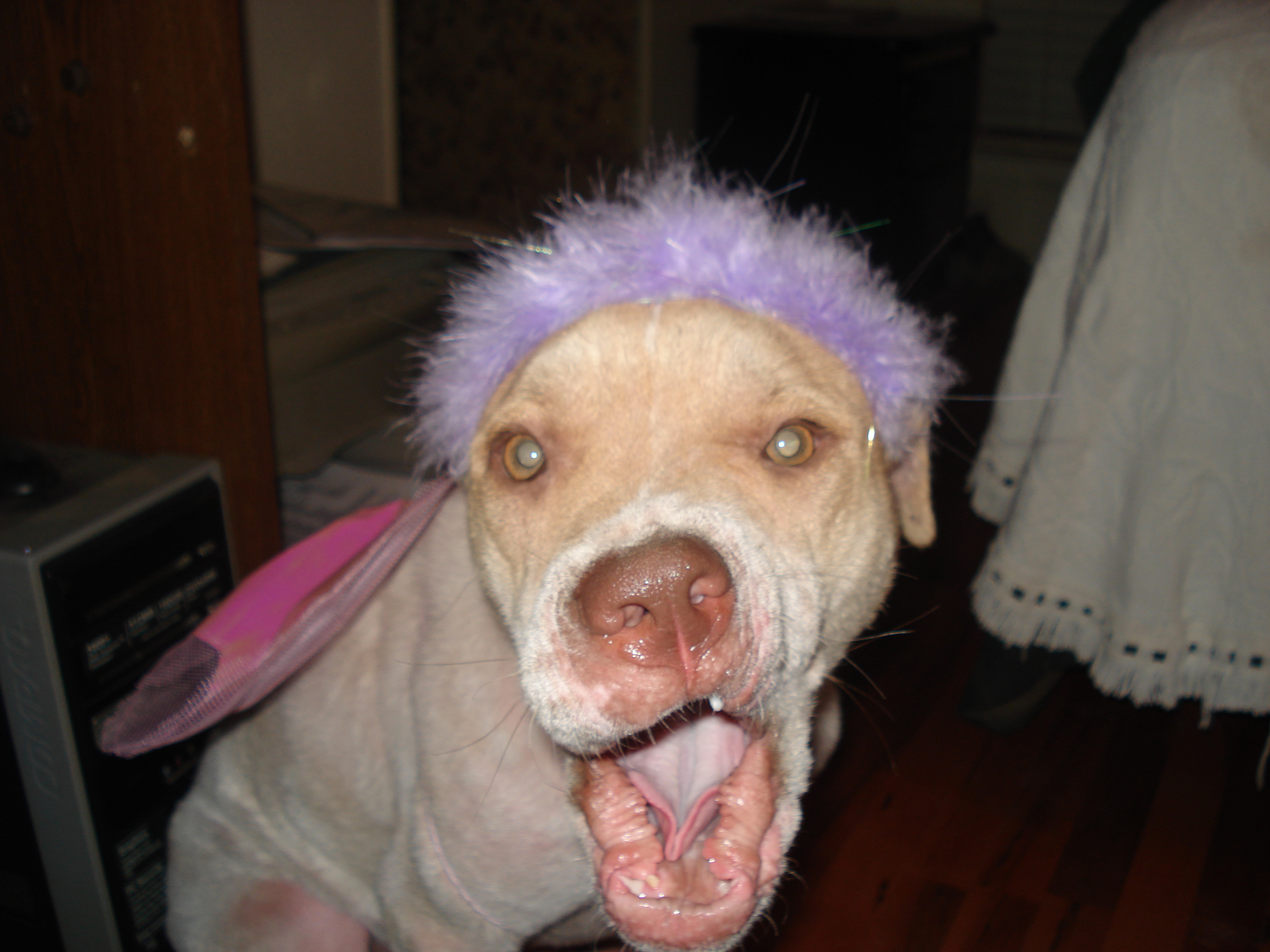 This is the love of my life lucy smiling for the camera aint she pretty