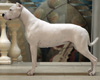 CAC show, Russia
My dogo female became BIG - 1 !