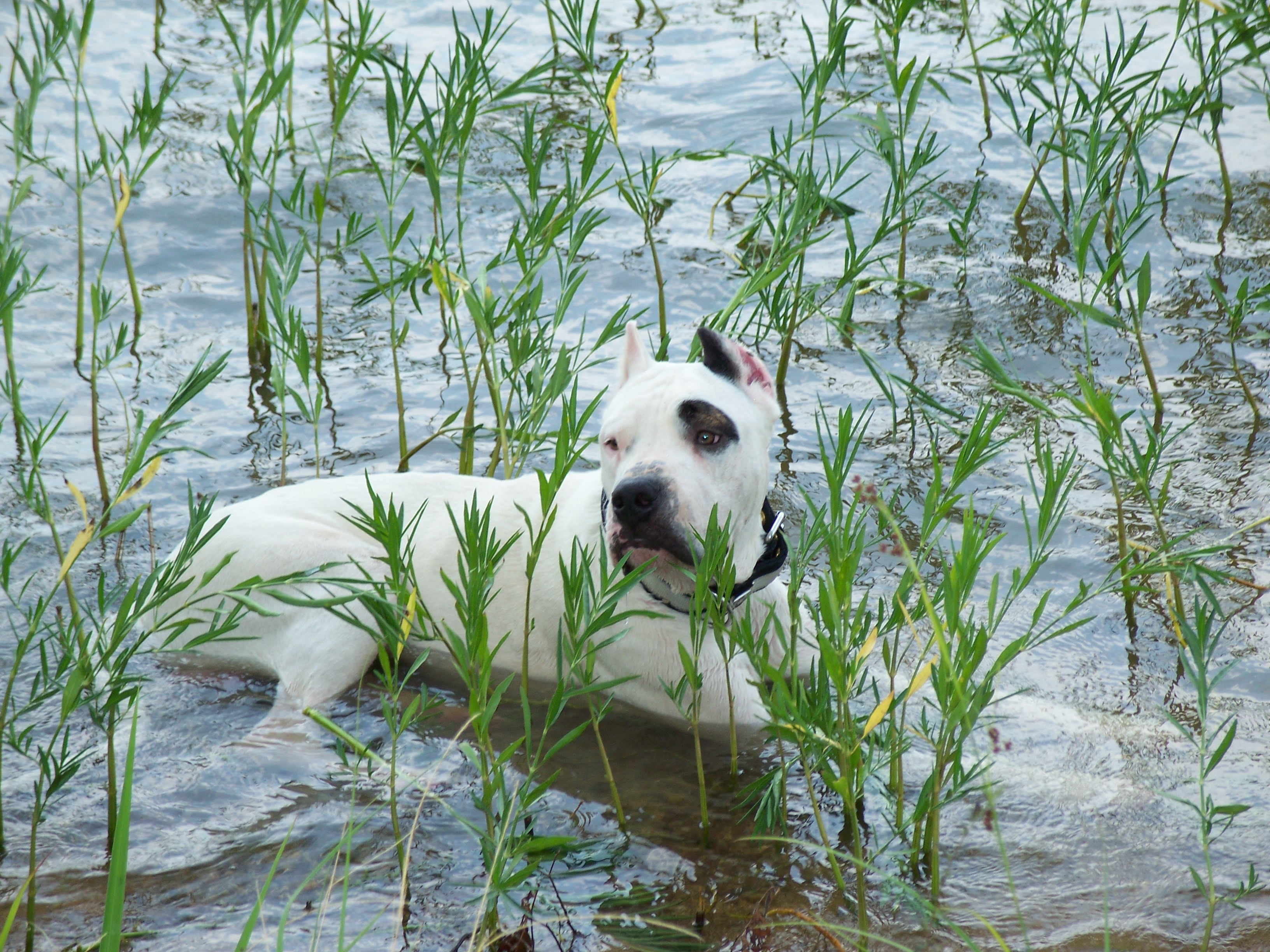 all he needs is a hammock