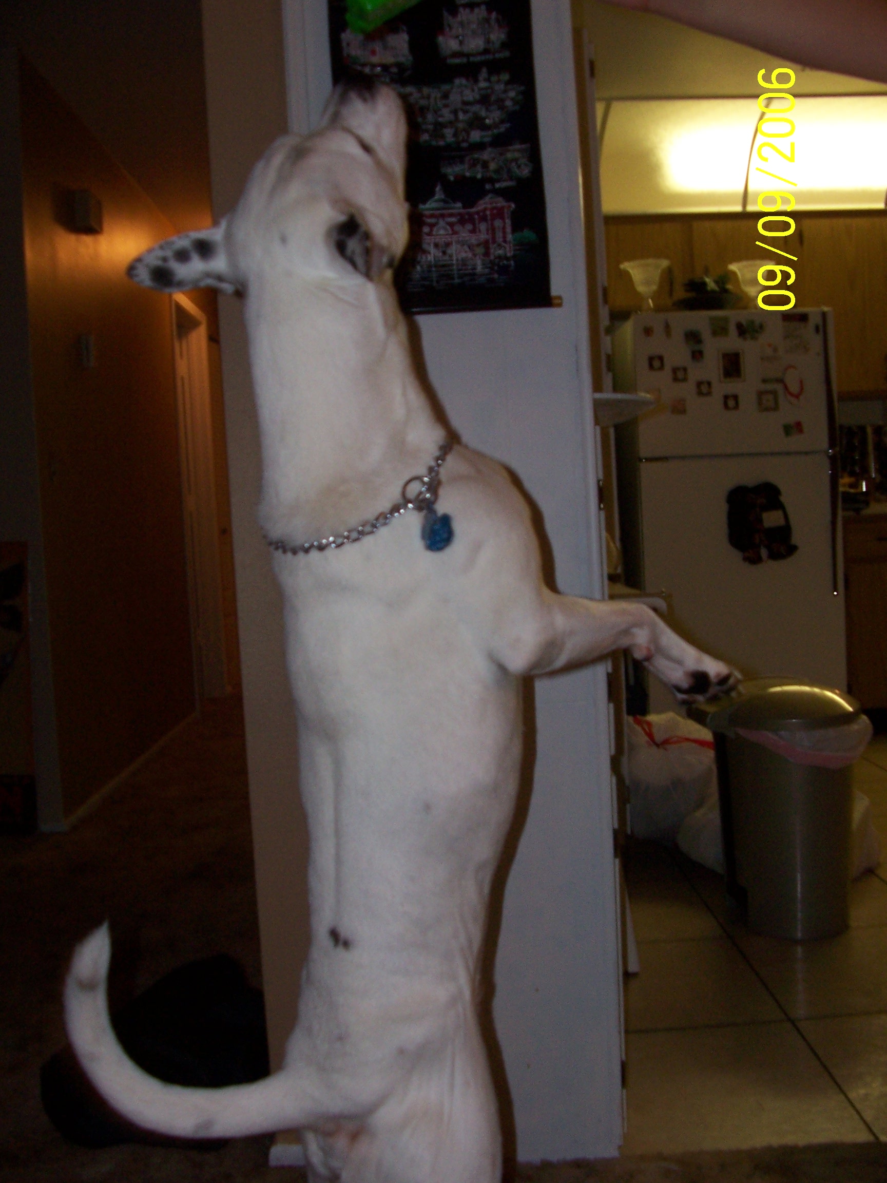 He is about 60lbs he is all white with black spots. He was givin to me when he was 6 weeks old, but the person was unsure of his breed. If anyone has any idea's please email me at jrodrigez@bellsouth.net. Thanks!