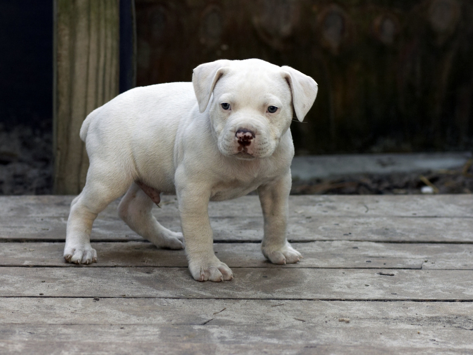 Puppies are the Best