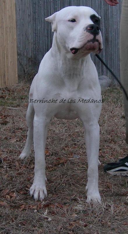 He is 19 months in this photo, and maturing steadily. I love so much about this Dogo. This is what a dogo should look like.