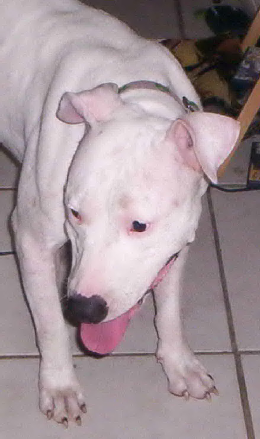 Haley was a rescue dog from Pet Rescue By Judy.
She was our Foster and watch her move from home to home and returned many times she is close to our Heart alltho we are not 100% sure of her Breed im sure from what iv read and seen in her looks and behavior she is a Dogo. Either way we are keep her and she now has a forever home