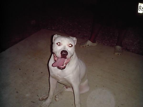 Big Wht Dogo ,Lrg Tongue And A Big Fat Baby 1Yr 3Months