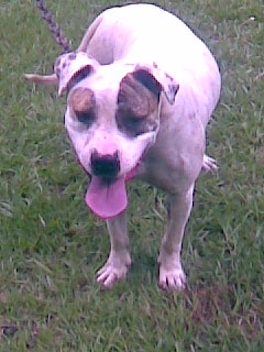 white with a brennal patch on the eye she is a massive and boogoe