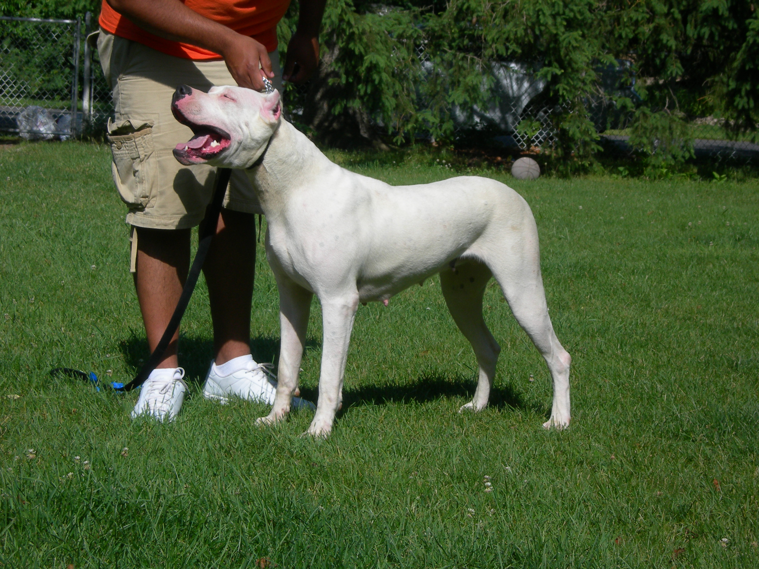She is built like a male. One year old and 110lbs. Dogo Argentino at its finest.