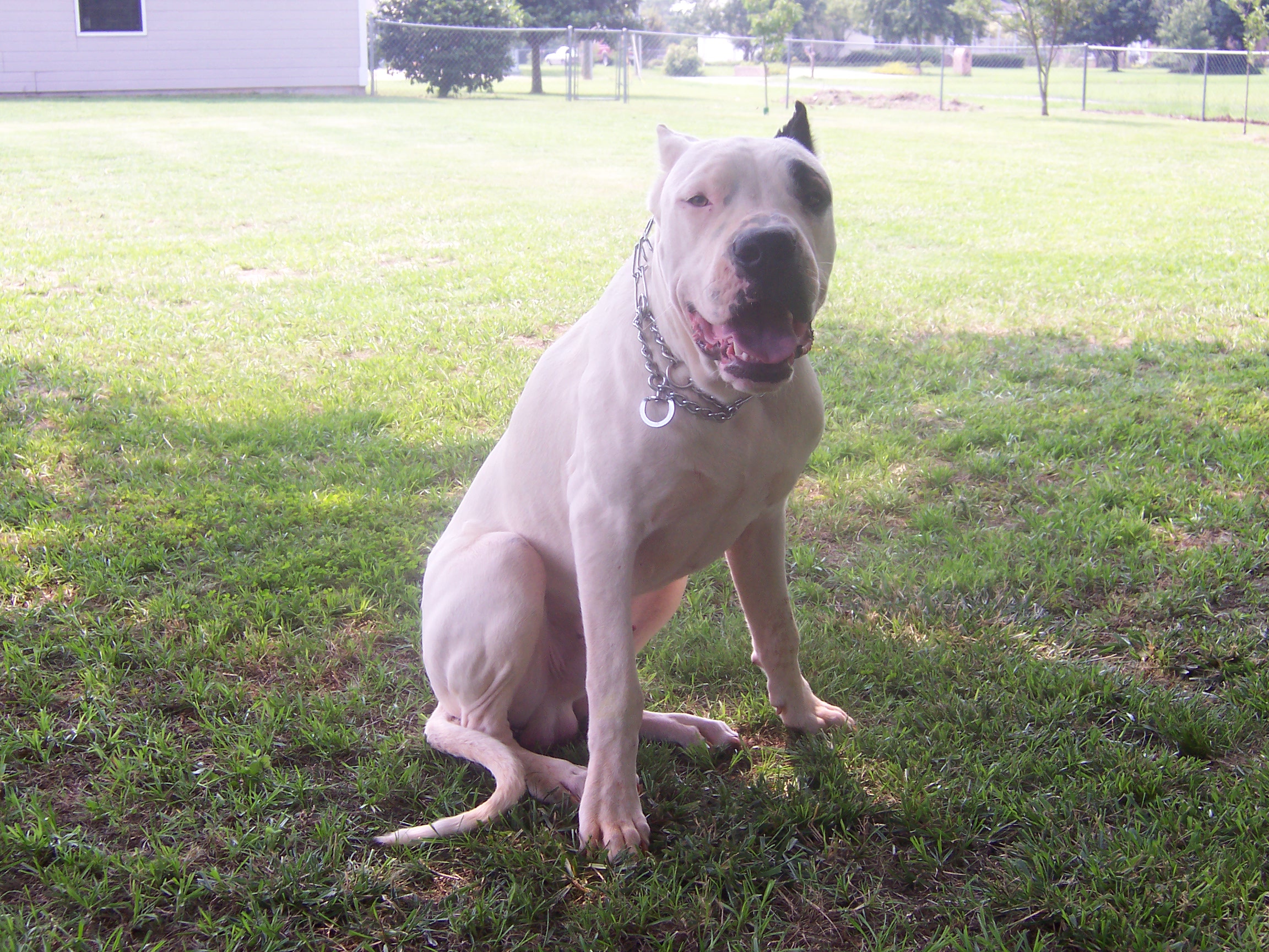 cane at 1 1/2 year 126 lbs