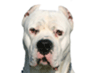 Amazing Dogo!
