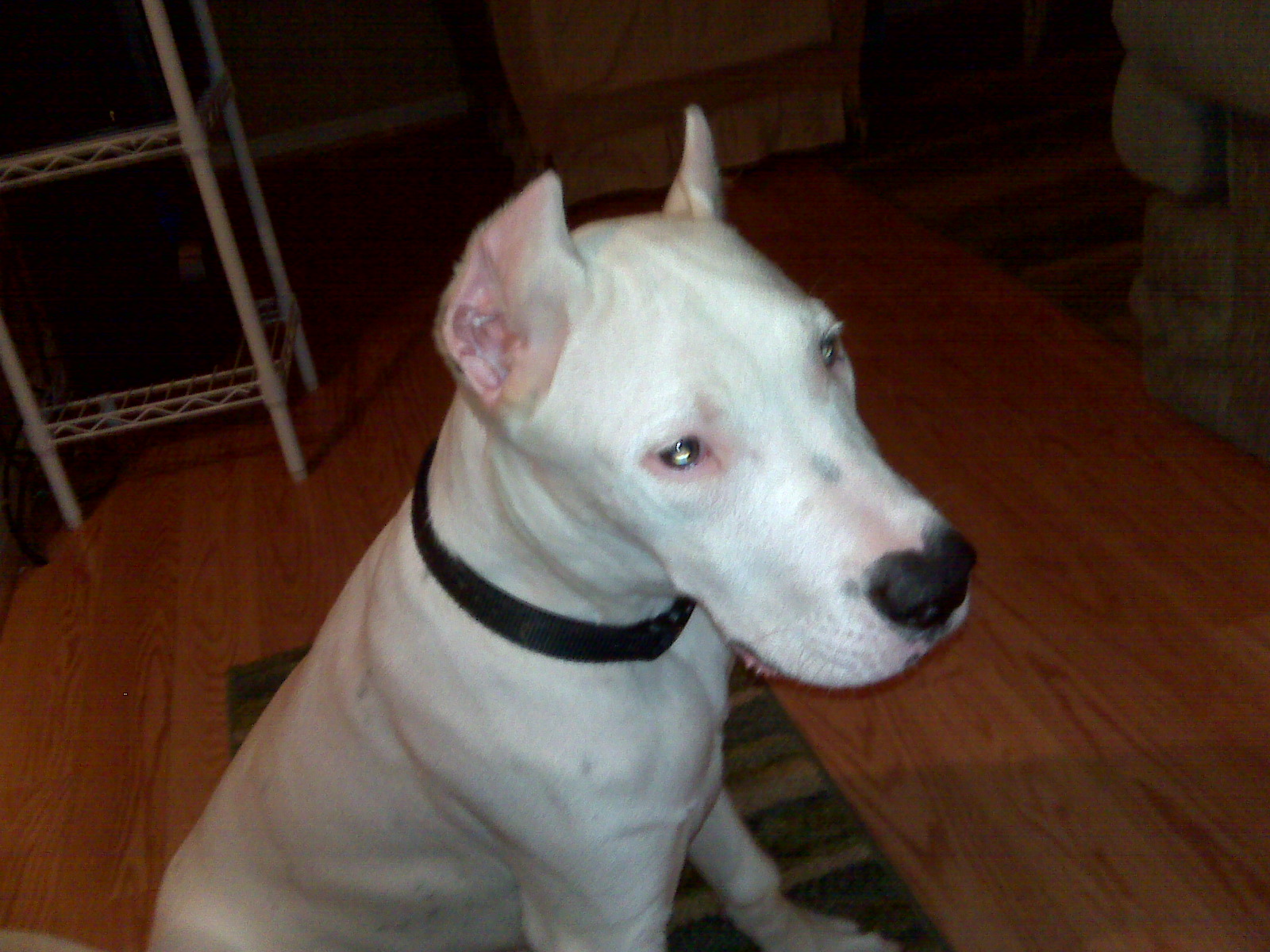 cane lookin good. cane is also stud for hire if intrested email theheathcoat@gmail.com