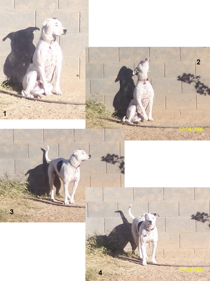 White with black spots, all muscle and happy-dogginess! We got her at the shelter; she was a second-chance dog; she had been returned before. they list her as dalmation mix but she reminds me so much of these!