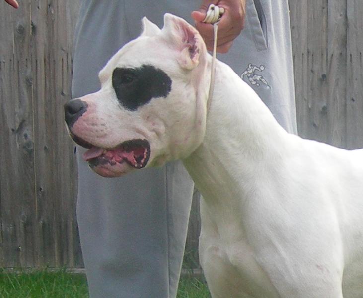 This is the most accurate head in the breed. We will soon have the chance to see if he passes this head to his offspring as he will be coupled with Abuelita de la Historia!