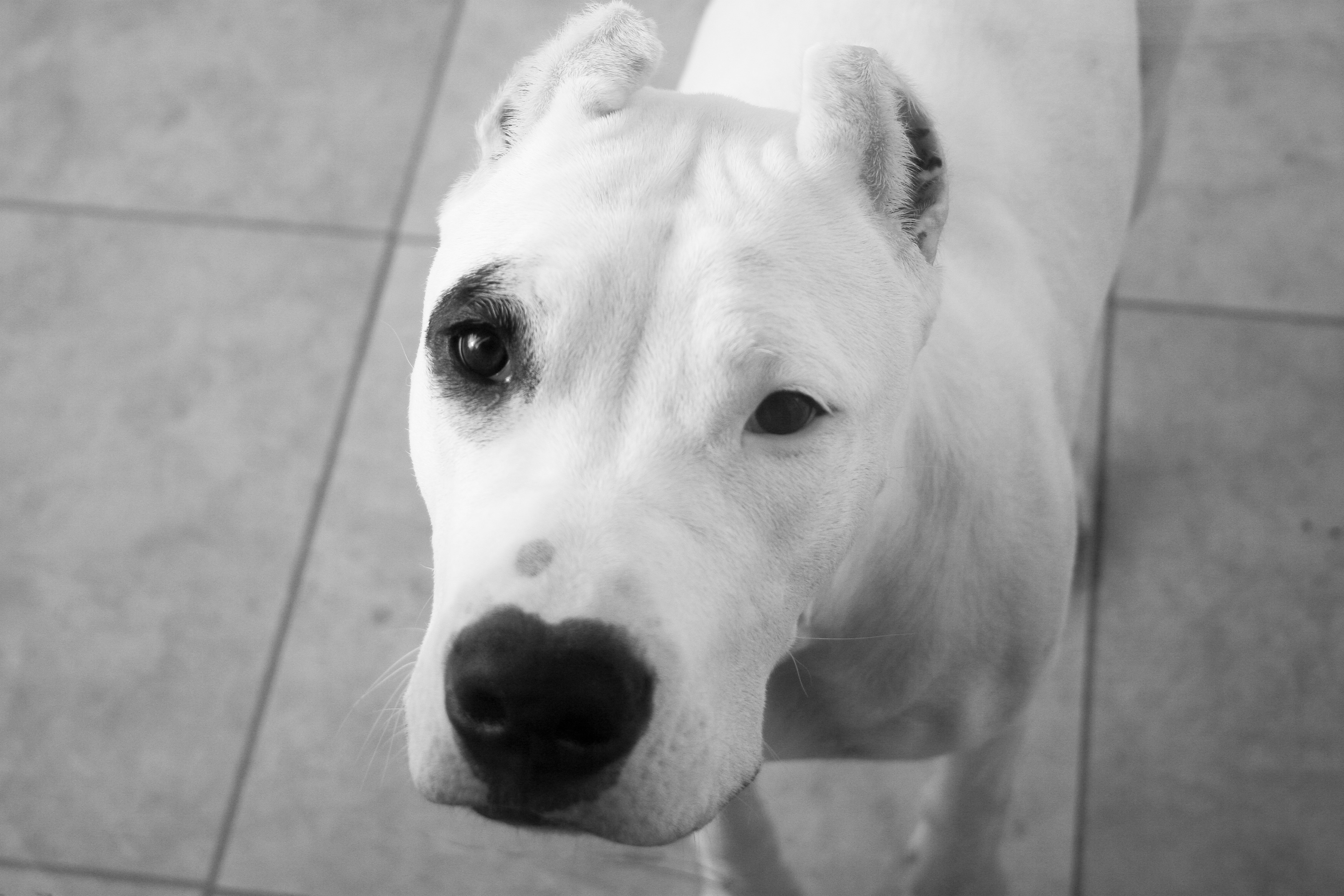 6 1/2 month old female