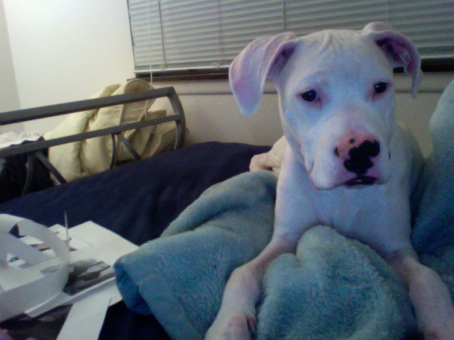 YoYo-7 months old-60 lbs