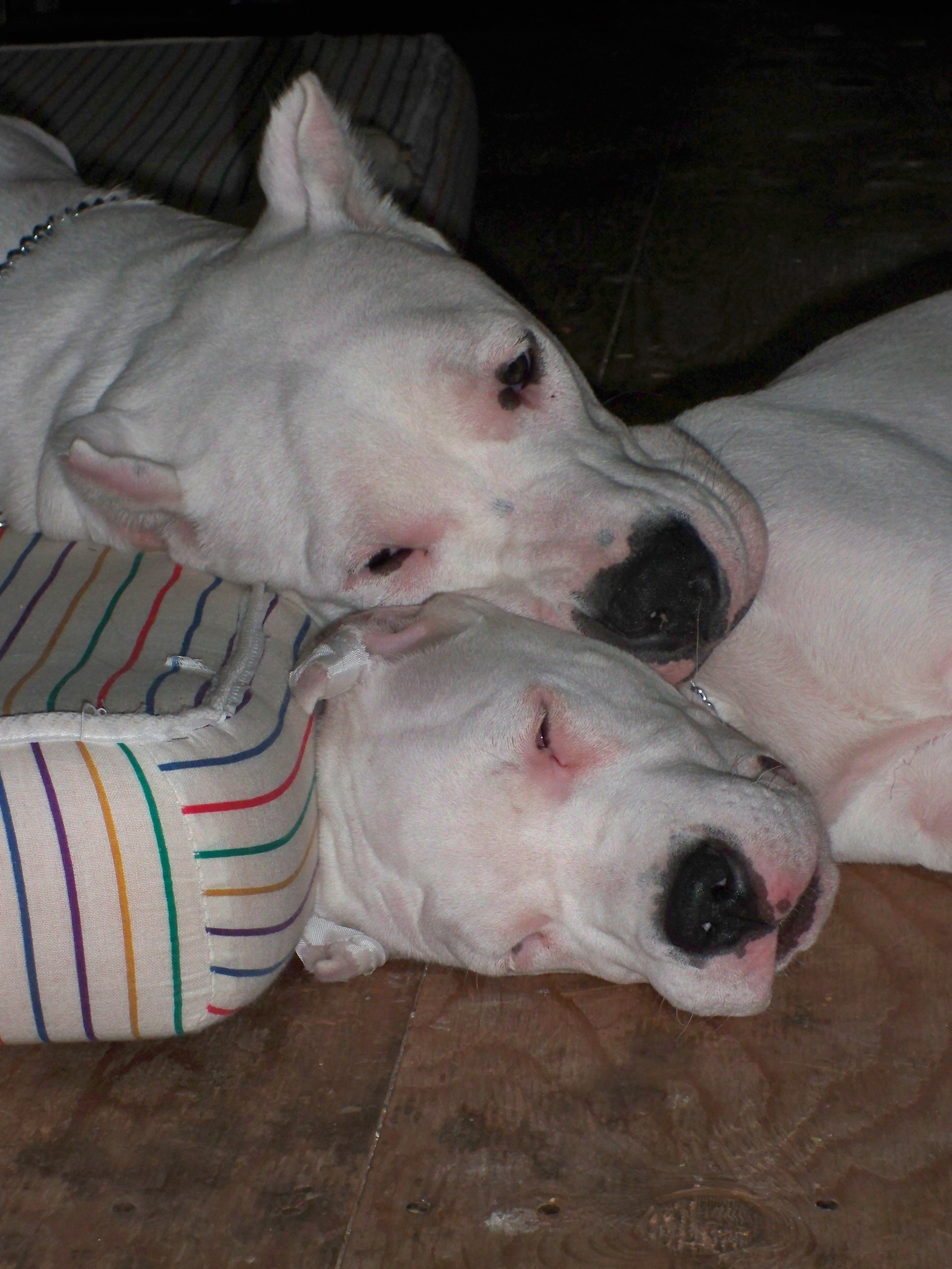 Belle and Bronco all tuckered from a long day of playing... snuggle time!