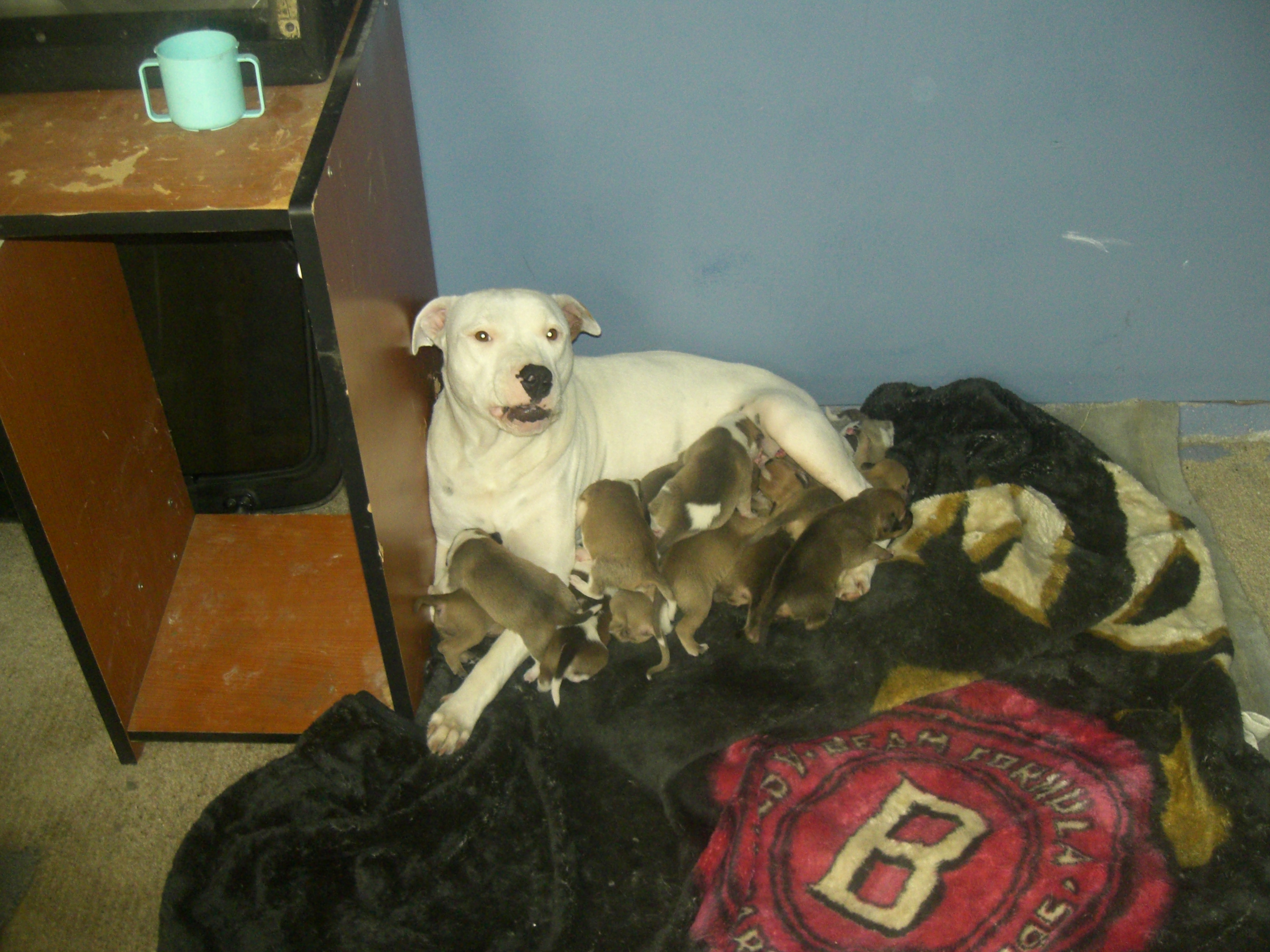 3yr old dogo had 2 litters and still looks good 