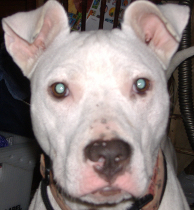 This is Pearl with a guilty look on her face!