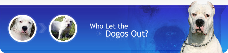 Dogo.com is a site by and for Dogo lovers! Here, you'll find lots of useful information about this powerful breed, as well as a Photo Gallery, contact information to Dogo Breeders, Dogo Rescue Organizations and more.