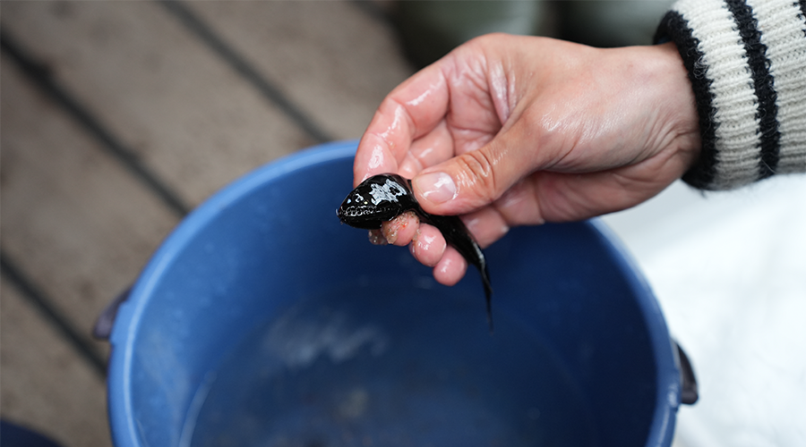 Adapting to the Arctic fish