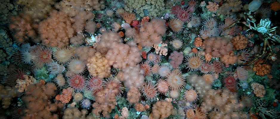 cold water soft coral 1