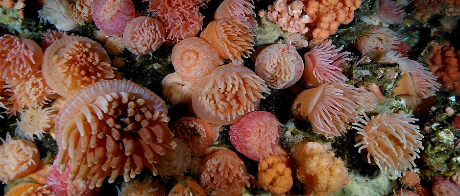 cold water soft coral 2
