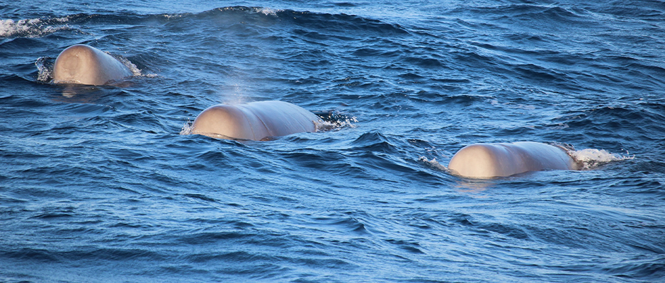 Northern bottlenose whales MCA project