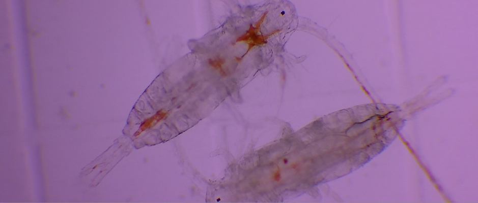 Plankton Samples